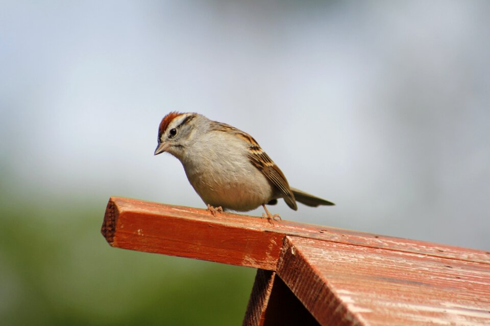 Outdoors little sparrow
