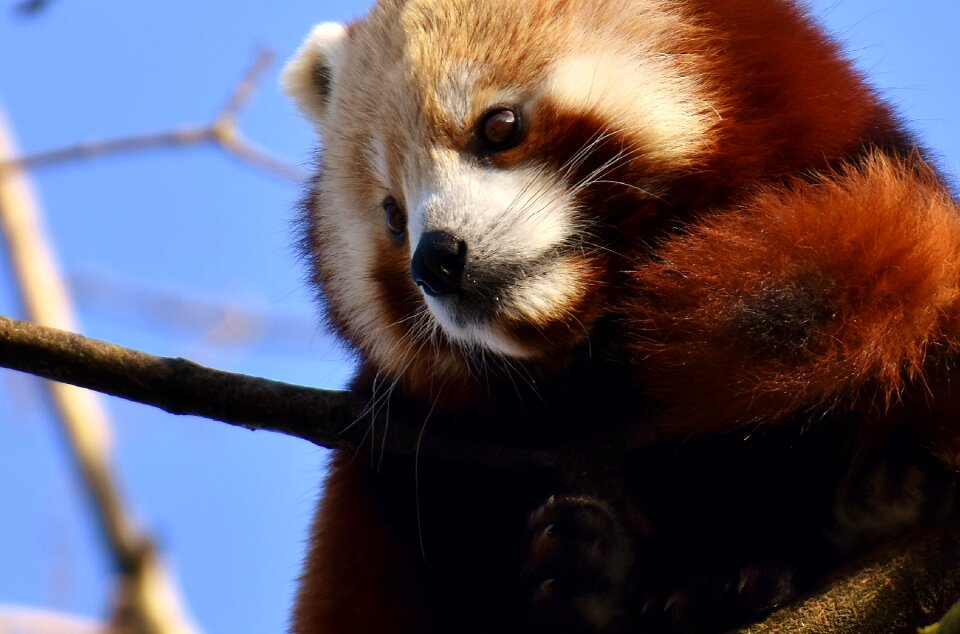 Ailurus fulgens predator mammal