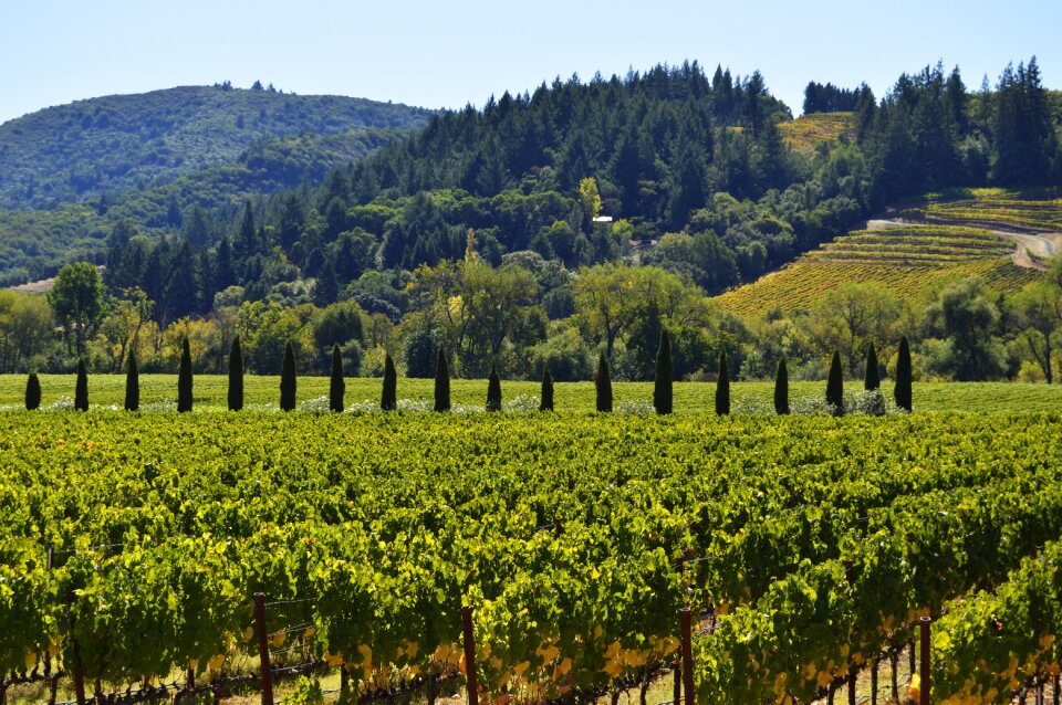 Agriculture wine vineyard