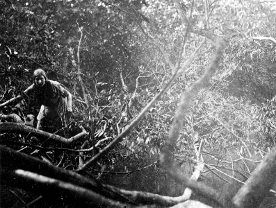 Olga Nordenskiöld i urskogen på vägen till Huari-indianerna. Sydamerika. Brasilien - SMVK - 005618 photo