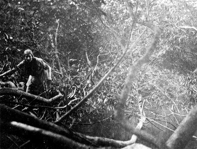 Olga Nordenskiöld i urskogen på vägen till Huari-indianerna. Sydamerika. Brasilien - SMVK - 005618