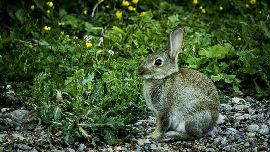 Rabbit wildlife nature