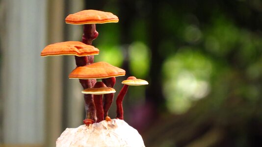 Ganoderma lucidum bonsai reishi bonsai ganoderma bonsai