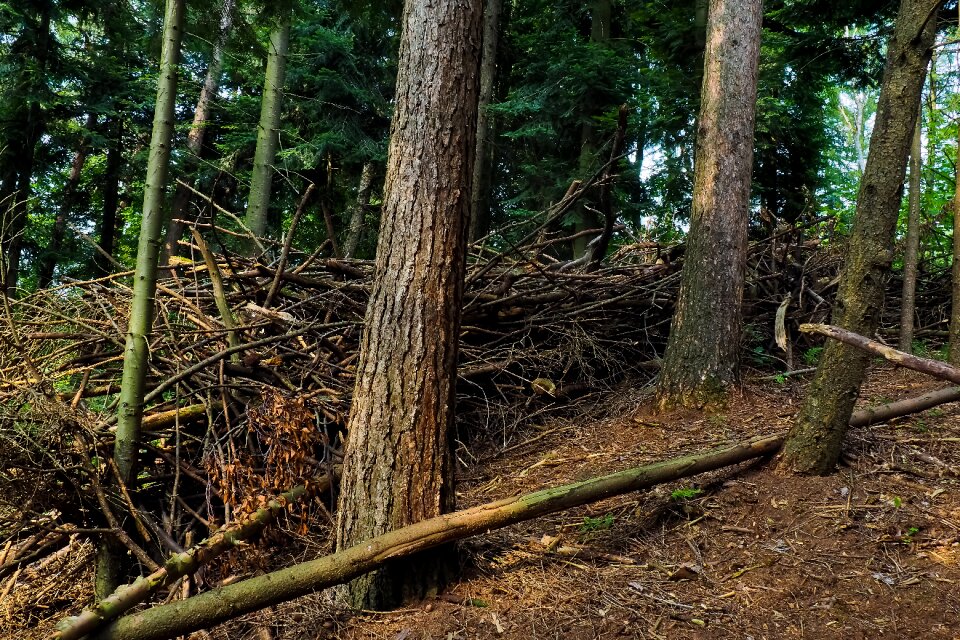 Landscape forests old tree
