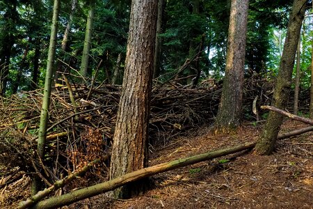 Landscape forests old tree
