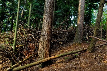 Landscape forests old tree photo