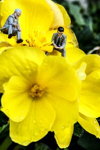 Flower garden flower summer flower