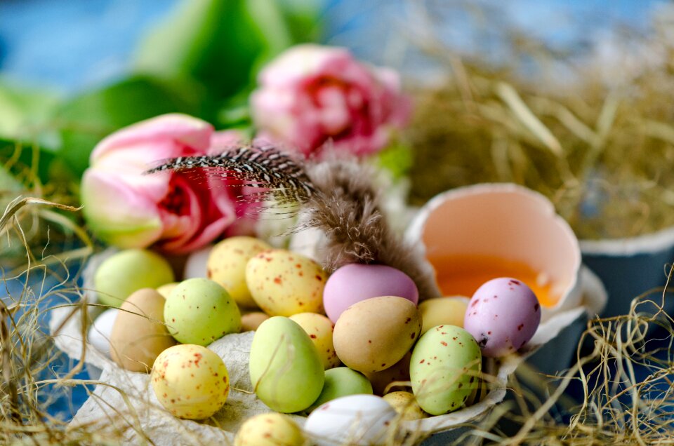 Easter egg egg lay eggs