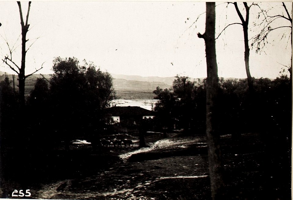 Olivenhain in Pekinj. (BildID 15571610)