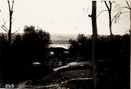 Olivenhain in Pekinj. (BildID 15571610)