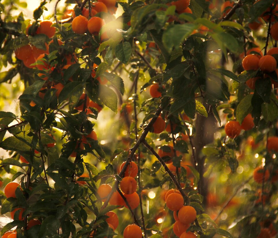 Eco fruits bio fruits fresh