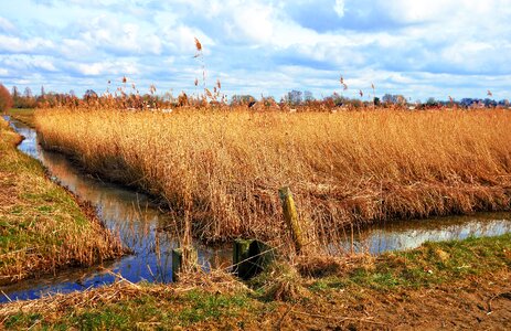 Marsh reed vegetation photo