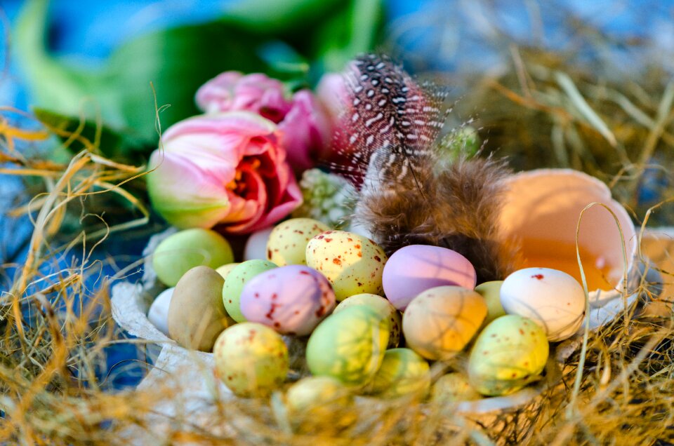 Easter egg egg lay eggs