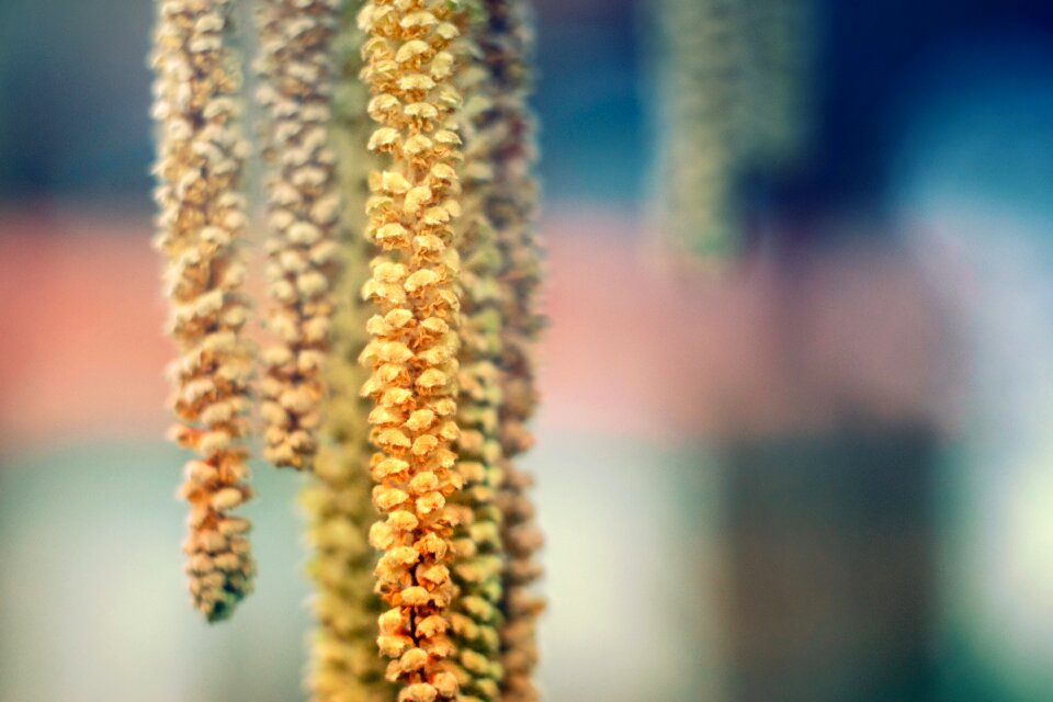 Plant blur leaf