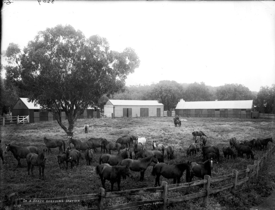 On a horse breeding station from The Powerhouse Museum Collection
