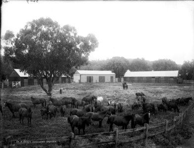 On a horse breeding station from The Powerhouse Museum Collection
