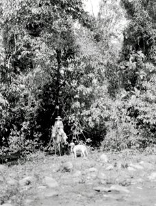 Olga Nordenskiöld med hunden Toy under expeditionen - SMVK - 005563