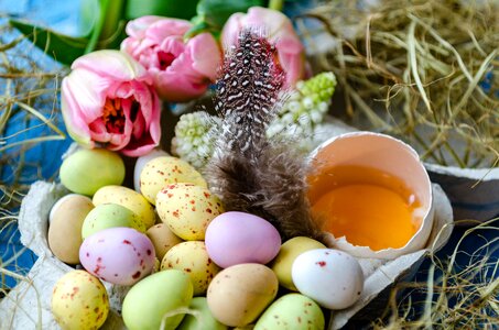Easter egg egg lay eggs