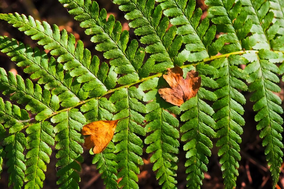 Nature close up forest