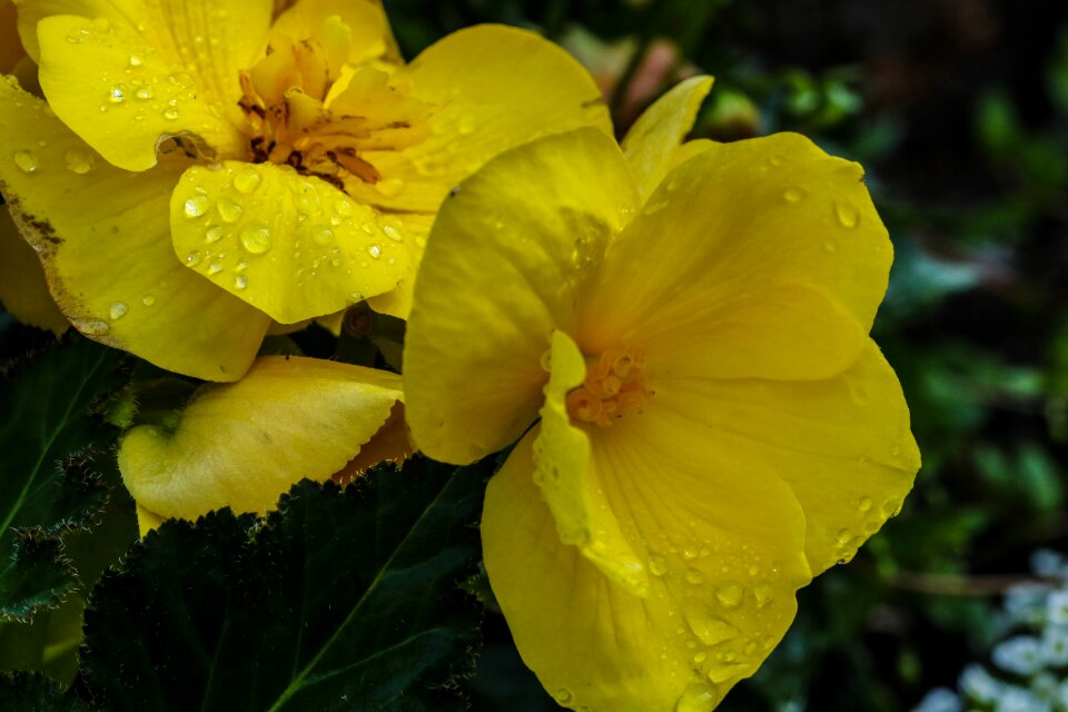 Garden flower summer flower floral