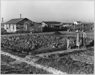 Olivehurst, Yuba County, California. An unpainted house of second-hand lumber, and truck garden. - NARA - 521608 photo