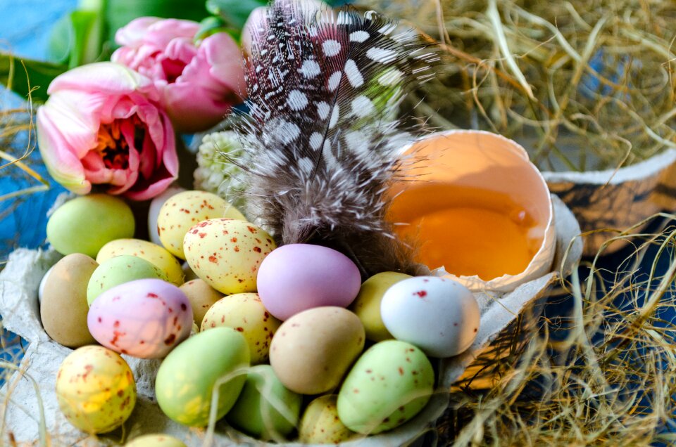 Easter egg egg lay eggs