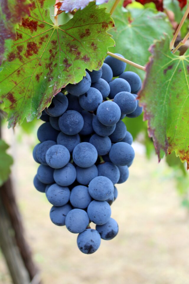 Screw vineyard agriculture