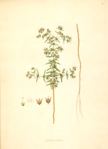 Oldenlandia umbellata CoromandelCoast 1-003