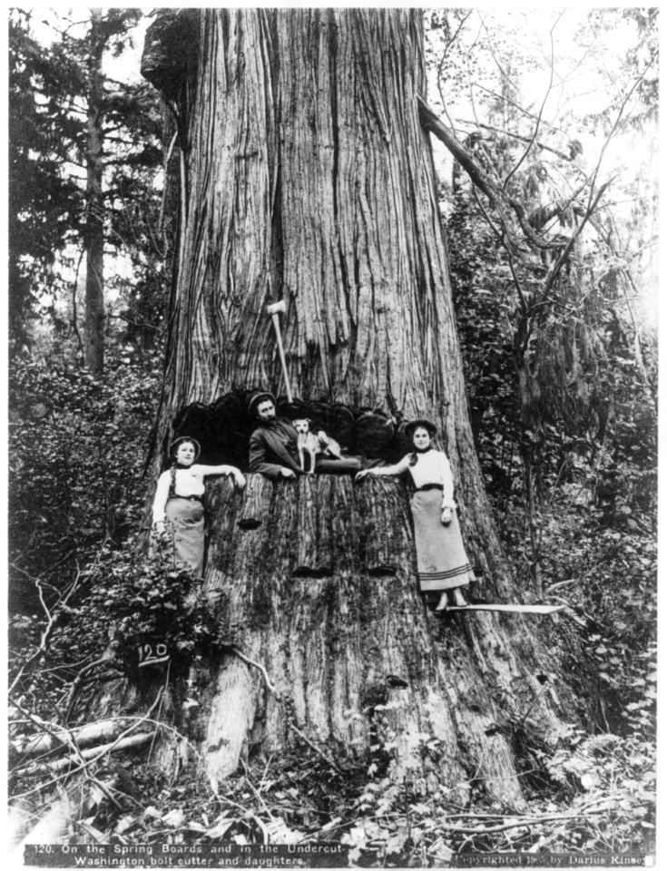 On the spring boards and in the undercut - Washington bolt cutter and daughters LCCN2004665700