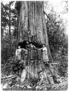 On the spring boards and in the undercut - Washington bolt cutter and daughters LCCN2004665700