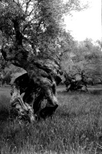 Oliveres a S'Esgleieta
