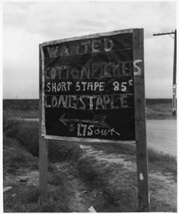 On Highway 84, Pinal County, Arizona. Ranch advertisement during cotton harvest. Highway signs readi . . . - NARA - 522491