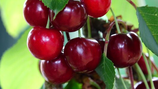 Cherries well in the flesh very sweet Free photos