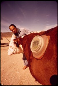 On-epas-experimental-farm-big-sam-the-steer-with-the-see-through-hole-in-his-hide-may-1972 7006544832 o
