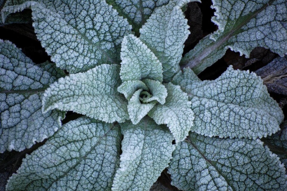 Nature winter frozen