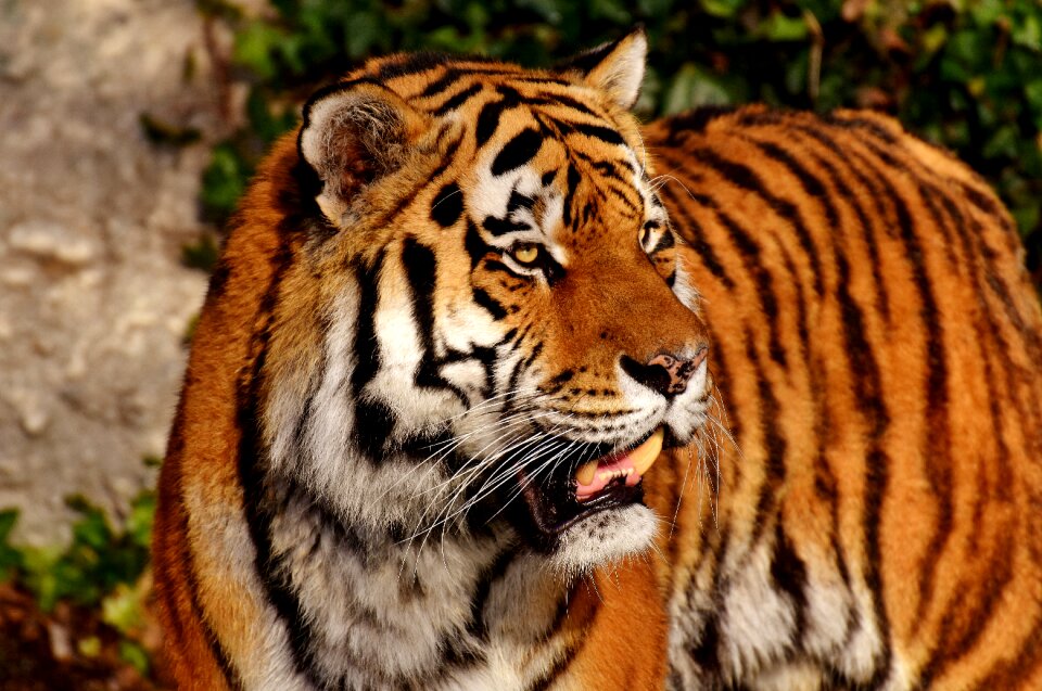 Wildcat dangerous zoo