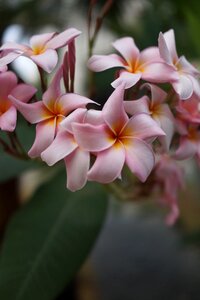 Tropical floral petal