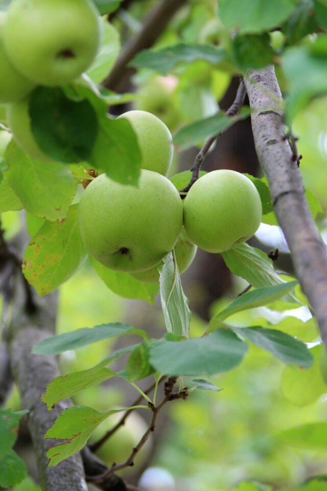 Fruits foods food
