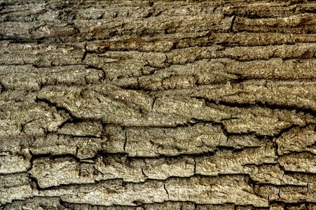 Wood natural bark photo