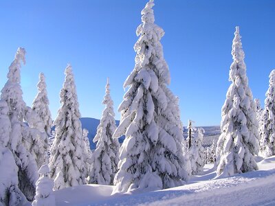 Snow trees nature photo
