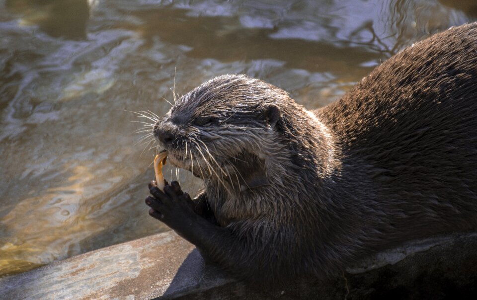 Nature body of water animalia