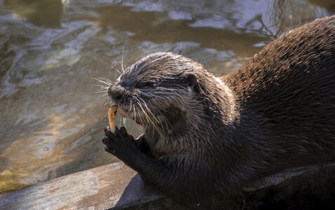 Nature body of water animalia