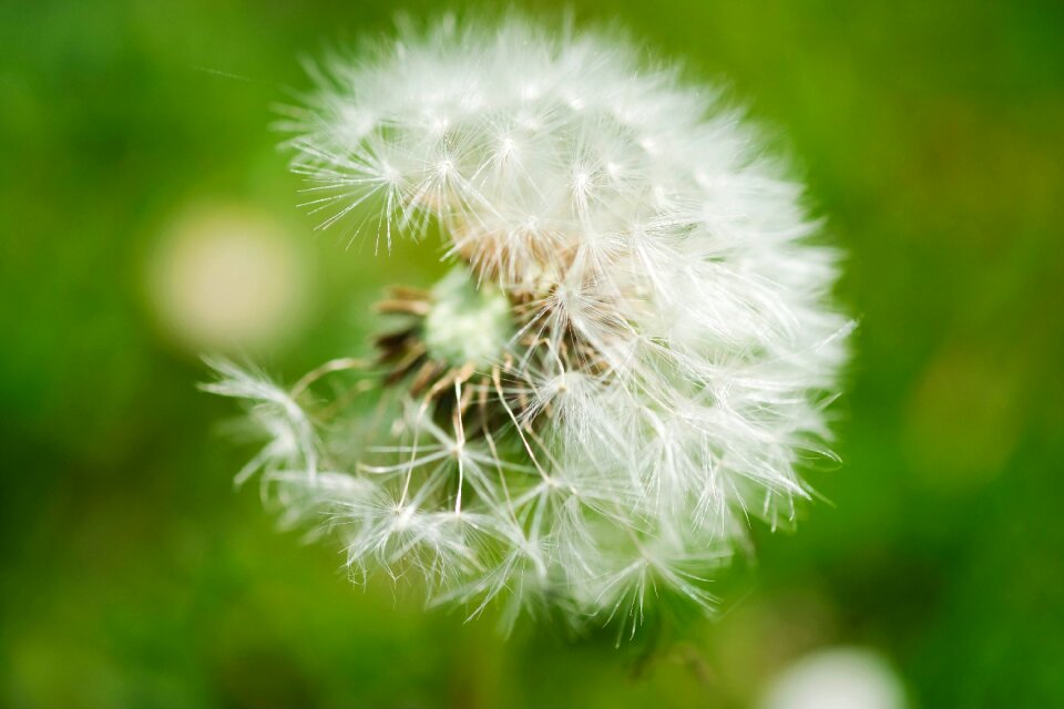 Nature macro garden