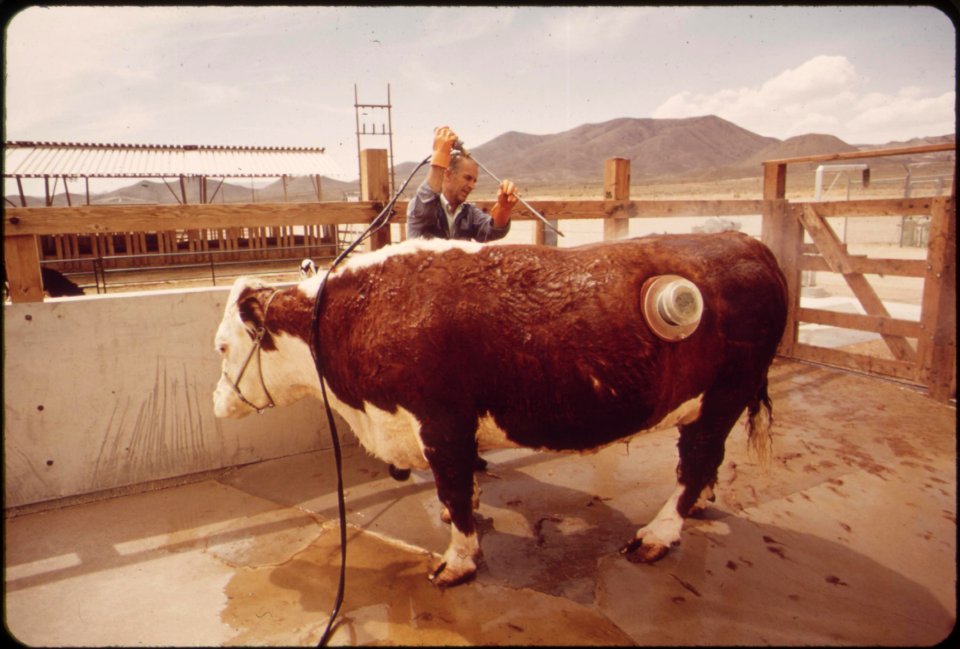 On-experimental-farm-operated-by-epas-las-vegas-national-research-center-big-sam-steer-with-see-through-hole-in-his-hide-may-1972 6990327274 o