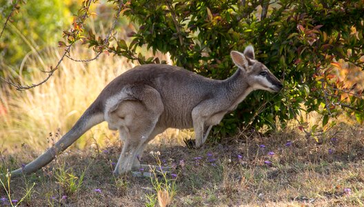 Brown grey hopping photo