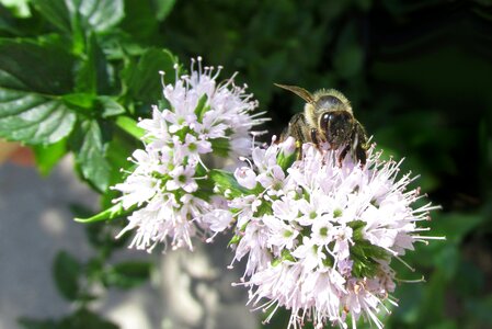 Honey flower summer