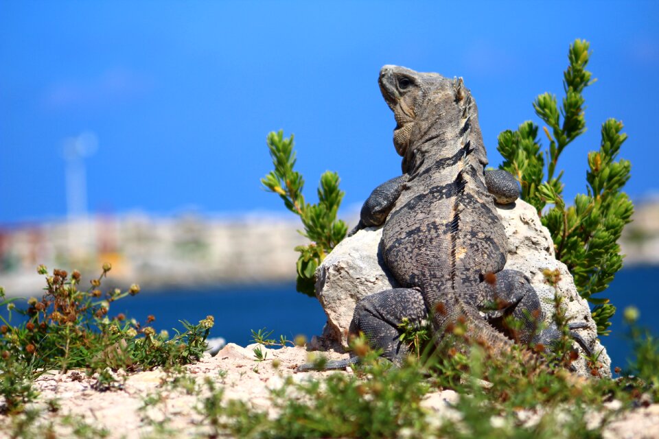 Tree iguana lizard