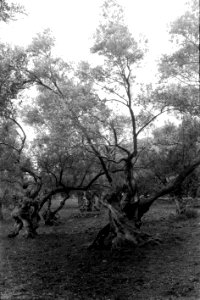 Oliveres (FMF P 088)