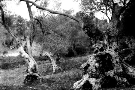 Oliveres de  Son Vida 