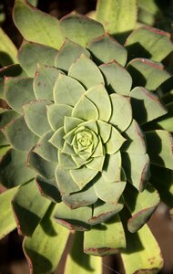 Circles pattern foliage photo